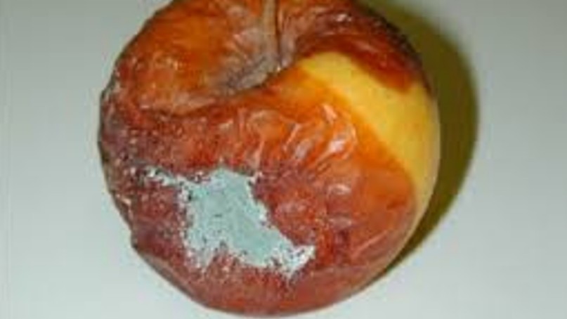 Bea manzana peni.jpg